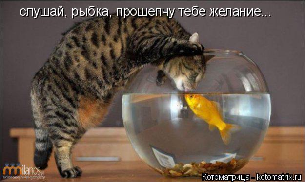 слушай, рыбка, прошепчу тебе желание...... Котоматрица: слушай, рыбка, прошепчу тебе желание...