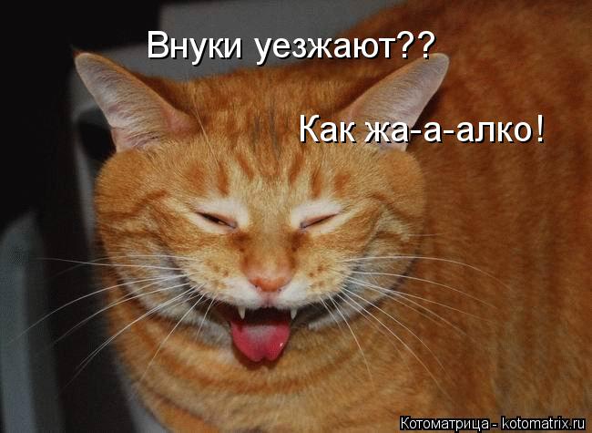 Котоматрица: Как жа-а-алко! Внуки уезжают??