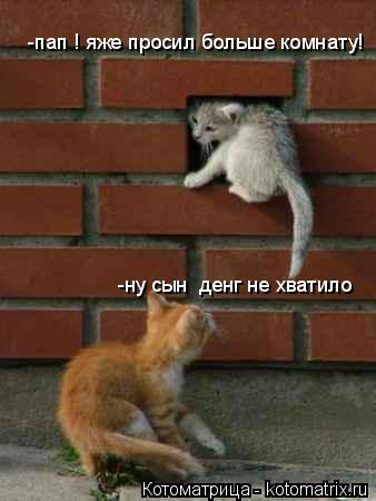 Котоматрица: -пап ! яже просил больше комнату! -ну сын  денг не хватило