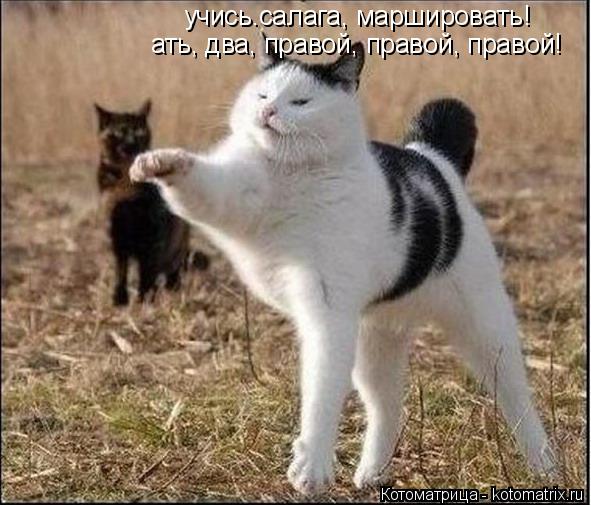 Котоматрица: учись.салага, маршировать! ать, два, правой, правой, правой!