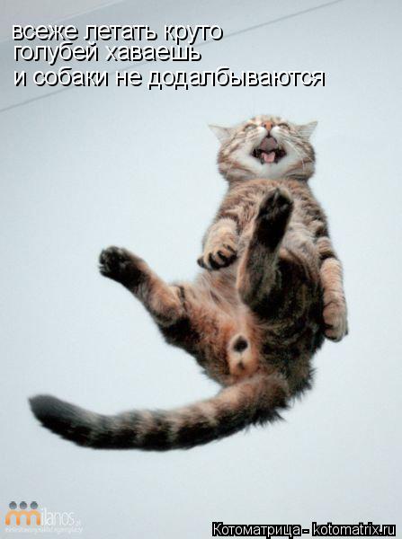 Котоматрица: всеже летать круто  голубей хаваешь  и собаки не додалбываются