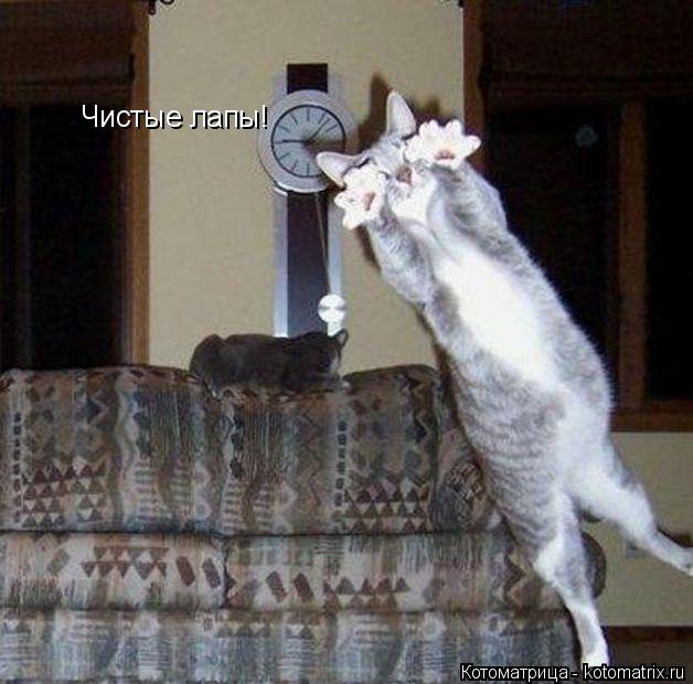 Чистые лапы!... Котоматрица: Чистые лапы!