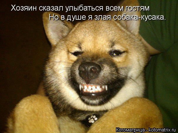 Котоматрица: Хозяин сказал улыбаться всем гостям Но в душе я злая собака-кусака.