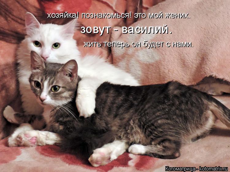 Котоматрица: хозяйка! познакомься! это мой жених. зовут - василий. жить теперь он будет с нами.