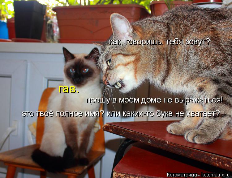 Котоматрица: как, говоришь, тебя зовут? гав. прошу в моём доме не выражаться! это твоё полное имя? или каких-то букв не хватает?
