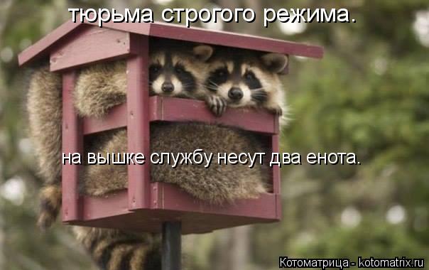 Котоматрица: тюрьма строгого режима. на вышке службу несут два енота.