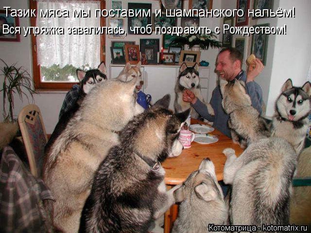 Котоматрица: Тазик мяса мы поставим и шампанского нальём! Вся упряжка завалилась, чтоб поздравить с Рождеством!