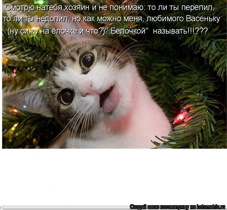 Смотрю натебя хозяин и не понимаю: то ли ты перепил, то ли ты недопил, но как можно меня, любимого Ва... Котоматрица: Смотрю натебя хозяин и не понимаю: то ли ты перепил, то ли ты недопил, но как можно меня, любимого Васеньку (ну сижу на ёлочке и что?)" Белочкой"