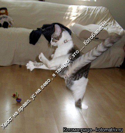 Хвост на право, ус на лево , я танцую - это .... Котобалет!!!... Котоматрица: Хвост на право, ус на лево , я танцую - это .... Котобалет!!!
