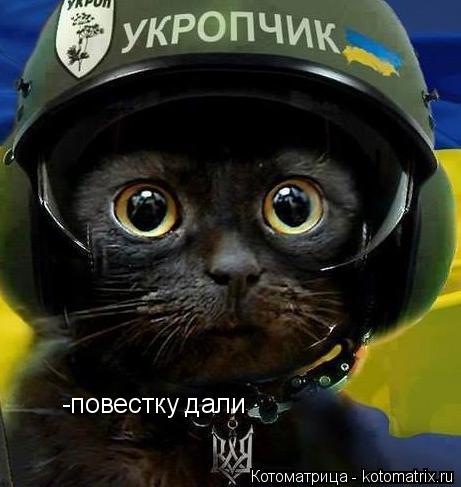 Котоматрица: -повестку дали