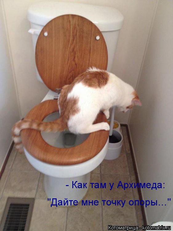 Котоматрица: - Как там у Архимеда: "Дайте мне точку опоры…"