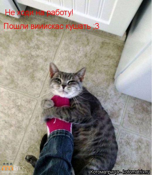 Не ходи на работу! Пошли вииискас кушать ;3... Котоматрица: Не ходи на работу! Пошли вииискас кушать ;3