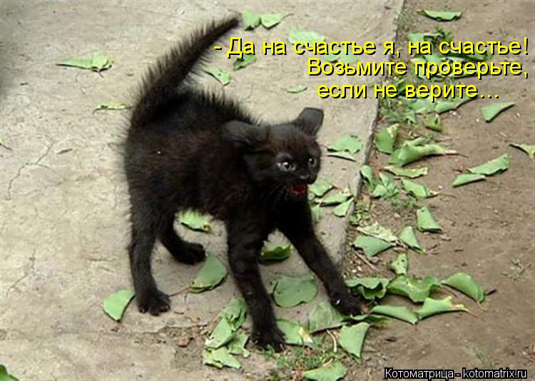 Котоматрица: - Да на счастье я, на счастье! Возьмите проверьте, если не верите…