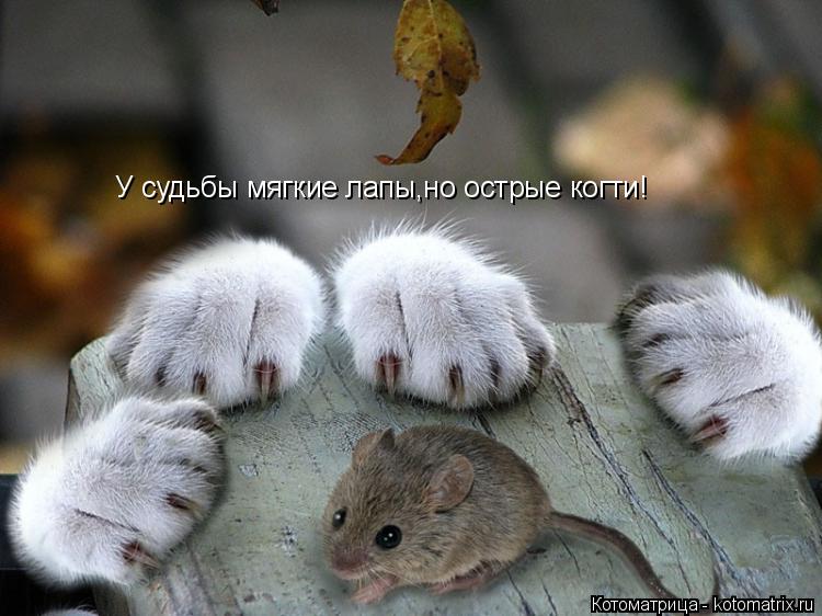 У судьбы мягкие лапы,но острые когти!... Котоматрица: У судьбы мягкие лапы,но острые когти!