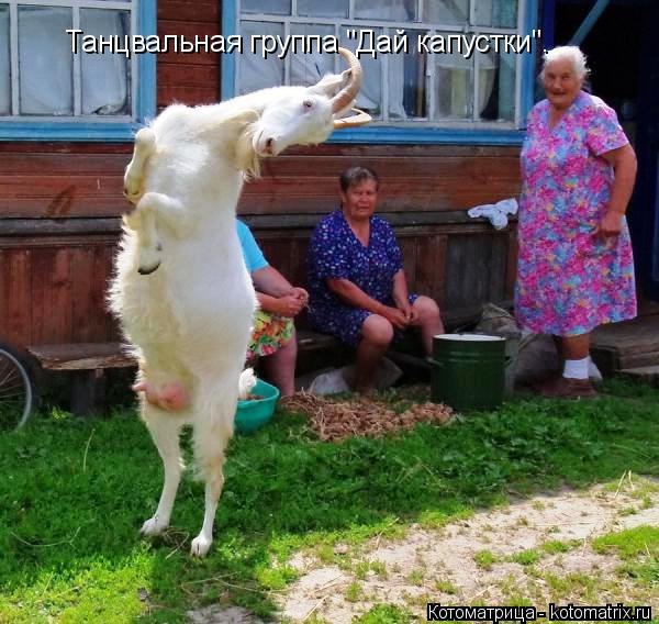 Танцвальная группа "Дай капустки".... Котоматрица: Танцвальная группа "Дай капустки".