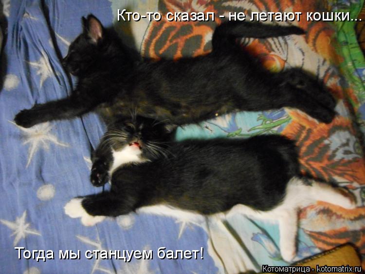 Кто-то сказал - не летают кошки... Тогда мы станцуем балет!... Котоматрица: Кто-то сказал - не летают кошки... Тогда мы станцуем балет!