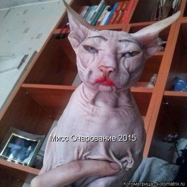 Мисс Очарование 2015... Котоматрица: Мисс Очарование 2015