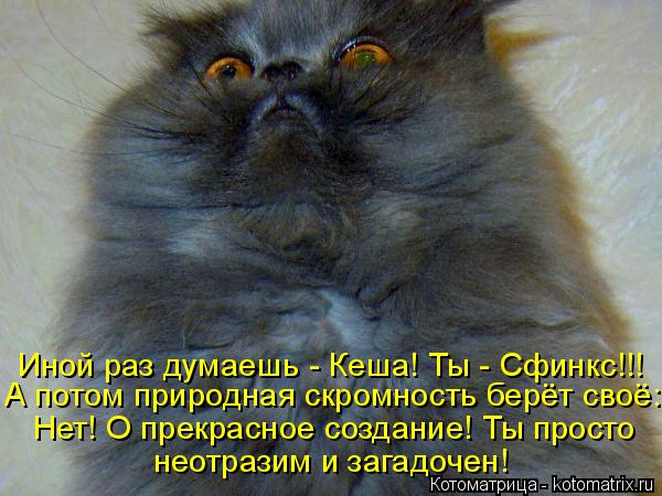 Иной раз думаешь - Кеша! Ты - Сфинкс!!! А потом природная скромность берёт своё: Нет! О прекрасное со... Котоматрица: Иной раз думаешь - Кеша! Ты - Сфинкс!!! А потом природная скромность берёт своё: Нет! О прекрасное создание! Ты просто неотразим и загадочен!