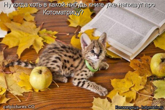 Котоматрица: Ну когда хоть в какой-нибудь книге уже напишут про Котоматрицу?