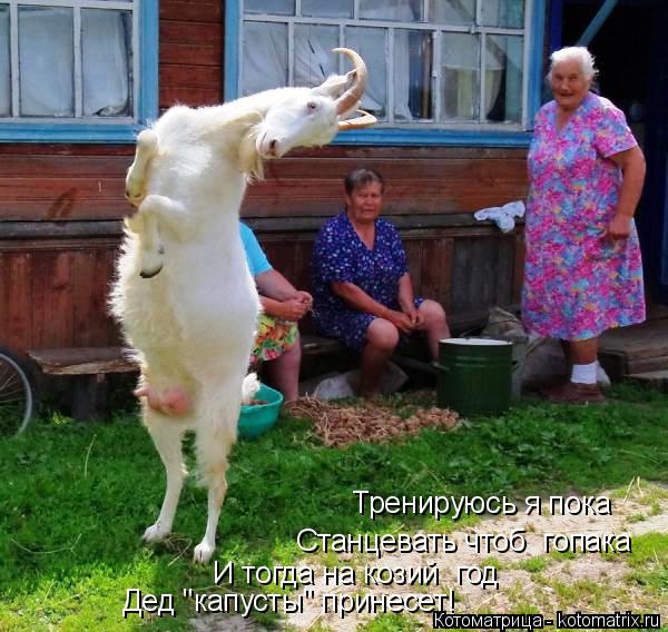 Тренируюсь я пока Станцевать чтоб гопака И тогда на козий год Дед "капусты" принесет!... Котоматрица: Тренируюсь я пока Станцевать чтоб гопака И тогда на козий год Дед "капусты" принесет!