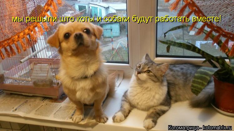 Котоматрица: мы решыли што коты и собаки будут работать вместе!