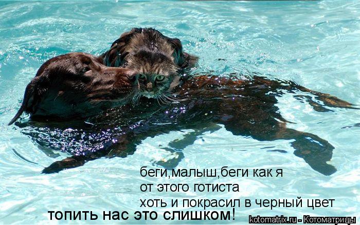 Котоматрица: беги,малыш,беги как я от этого готиста хоть и покрасил в черный цвет топить нас это слишком!