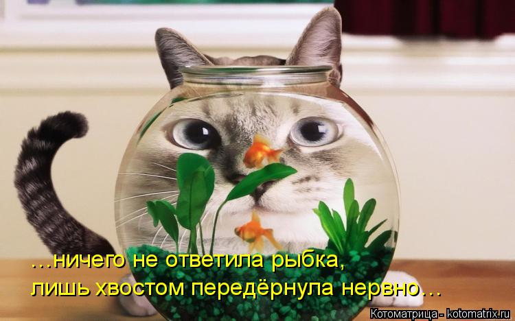 …ничего не ответила рыбка, лишь хвостом передёрнула нервно…... Котоматрица: …ничего не ответила рыбка, лишь хвостом передёрнула нервно…