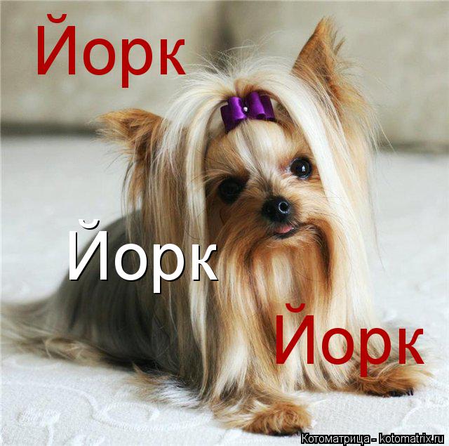 Йорк Йорк Йорк... Котоматрица: Йорк Йорк Йорк