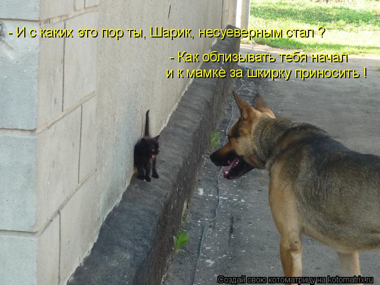 - И с каких это пор ты, Шарик, несуеверным стал ? - Как облизывать тебя начал и к мамке за шкирку при... Котоматрица: - И с каких это пор ты, Шарик, несуеверным стал ? - Как облизывать тебя начал и к мамке за шкирку приносить !