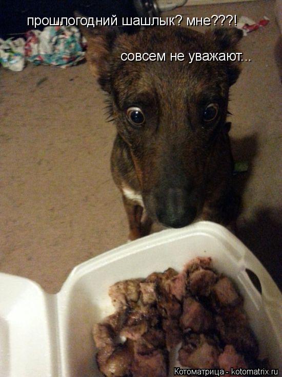 прошлогодний шашлык? мне???! совсем не уважают...... Котоматрица: прошлогодний шашлык? мне???! совсем не уважают...
