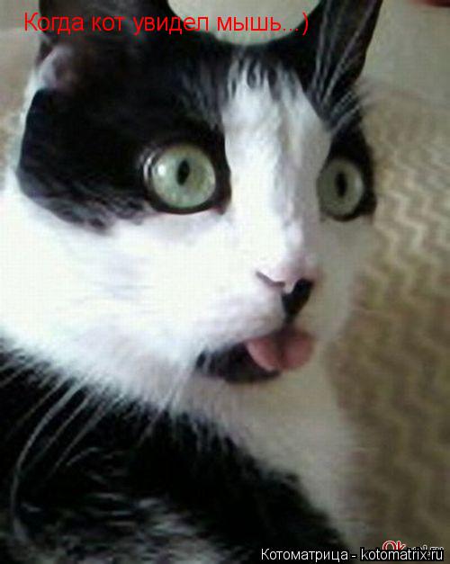 Когда кот увидел мышь...)... Котоматрица: Когда кот увидел мышь...)