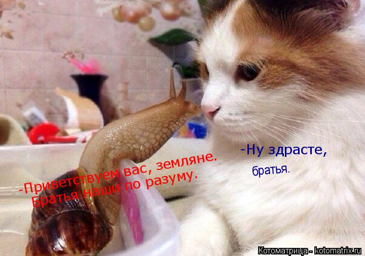 -Приветствуем вас, земляне. Братья наши по разуму. -Ну здрасте, братья.... Котоматрица: -Приветствуем вас, земляне. Братья наши по разуму. -Ну здрасте, братья.