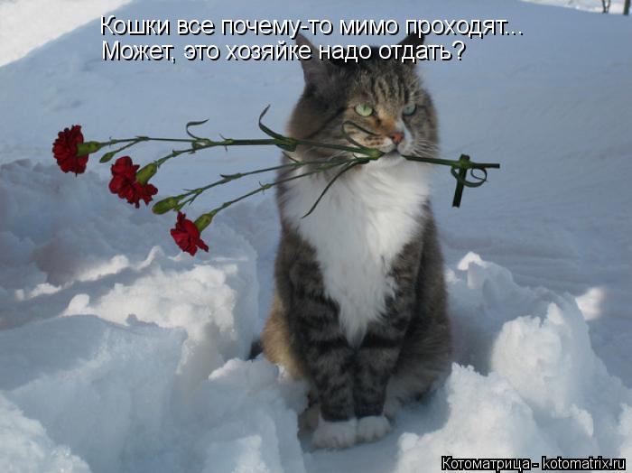 Кошки все почему-то мимо проходят... Может, это хозяйке надо отдать?... Котоматрица: Кошки все почему-то мимо проходят... Может, это хозяйке надо отдать?