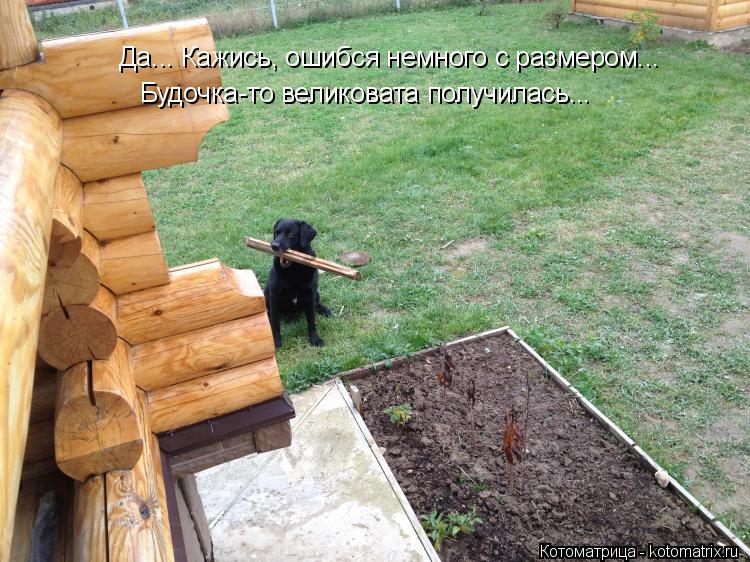 Да... Кажись, ошибся немного с размером... Будочка-то великовата получилась...... Котоматрица: Да... Кажись, ошибся немного с размером... Будочка-то великовата получилась...