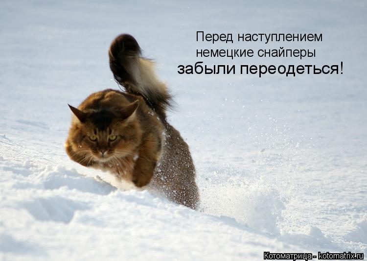 Перед наступлением немецкие снайперы забыли переодеться!... Котоматрица: Перед наступлением немецкие снайперы забыли переодеться!