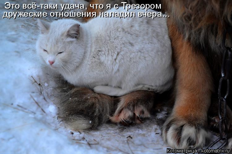 Это всё-таки удача, что я с Трезором дружеские отношения наладил вчера...... Котоматрица: Это всё-таки удача, что я с Трезором дружеские отношения наладил вчера...