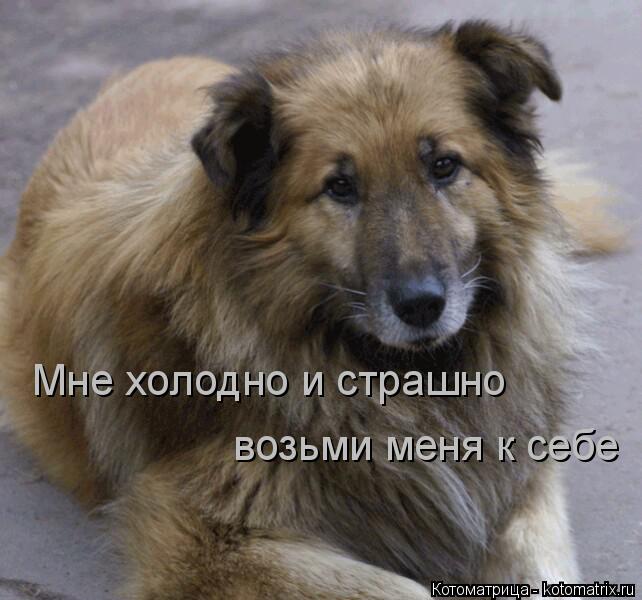 Мне холодно и страшно возьми меня к себе... Котоматрица: Мне холодно и страшно возьми меня к себе