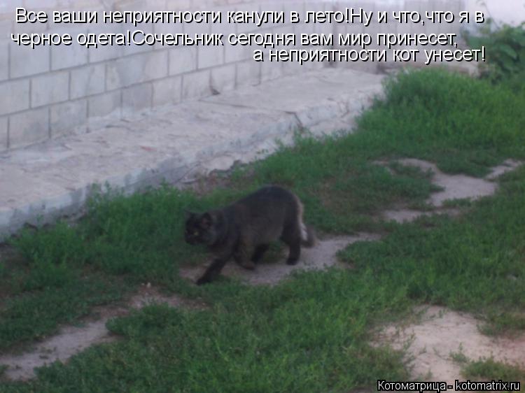 Все ваши неприятности канули в лето!Ну и что,что я в черное одета!Сочельник сегодня вам мир принесет,... Котоматрица: Все ваши неприятности канули в лето!Ну и что,что я в черное одета!Сочельник сегодня вам мир принесет, а неприятности кот унесет!