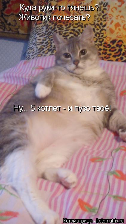 Куда руки-то тянешь? Животик почесать? Ну... 5 котлет - и пузо твоё!... Котоматрица: Куда руки-то тянешь? Животик почесать? Ну... 5 котлет - и пузо твоё!