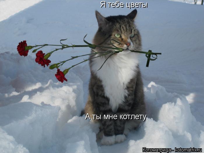 Я тебе цветы А ты мне котлету... Котоматрица: Я тебе цветы А ты мне котлету