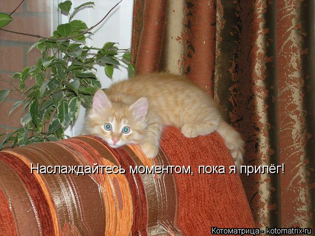 Наслаждайтесь моментом, пока я прилёг!... Котоматрица: Наслаждайтесь моментом, пока я прилёг!