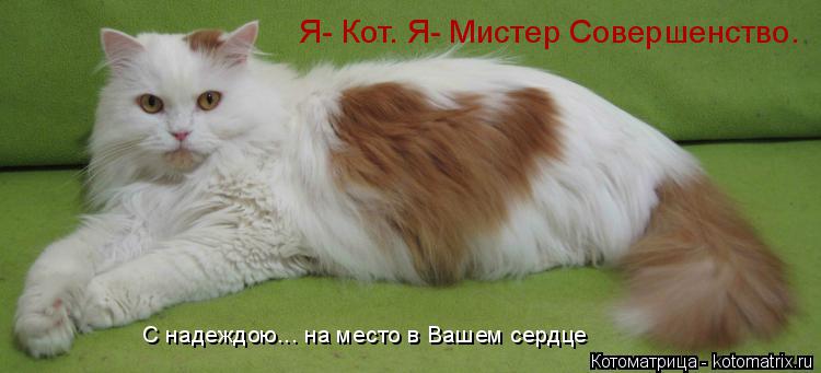 Я- Кот. Я- Мистер Совершенство. С надеждою... на место в Вашем сердце... Котоматрица: Я- Кот. Я- Мистер Совершенство. С надеждою... на место в Вашем сердце
