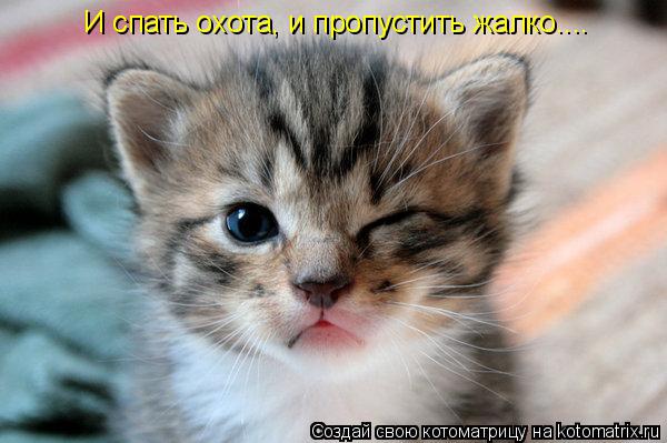 И спать охота, и пропустить жалко....... Котоматрица: И спать охота, и пропустить жалко....