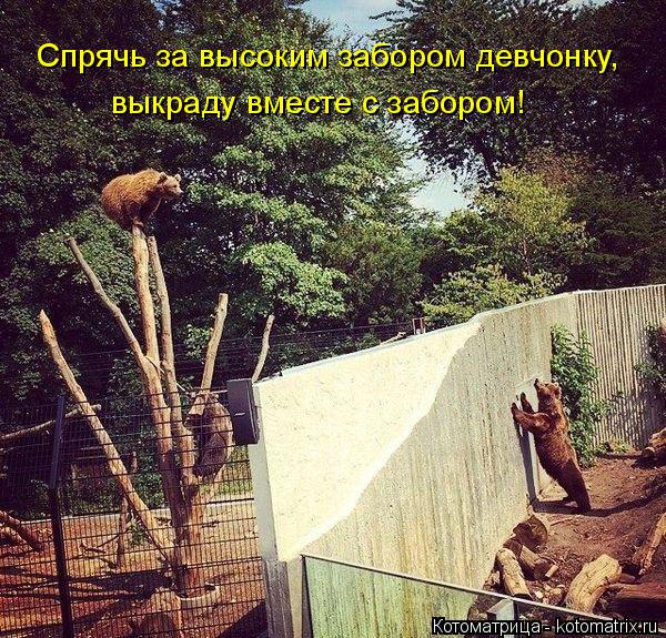 Спрячь за высоким забором девчонку, выкраду вместе с забором!... Котоматрица: Спрячь за высоким забором девчонку, выкраду вместе с забором!