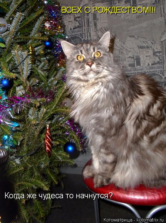 Когда же чудеса то начнутся? ВСЕХ С РОЖДЕСТВОМ!!!... Котоматрица: Когда же чудеса то начнутся? ВСЕХ С РОЖДЕСТВОМ!!!