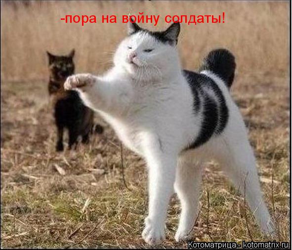 -пора на войну солдаты!... Котоматрица: -пора на войну солдаты!