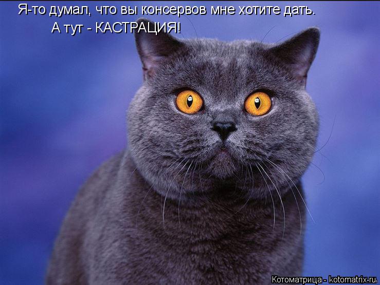 Котоматрица: Я-то думал, что вы консервов мне хотите дать. А тут - КАСТРАЦИЯ!