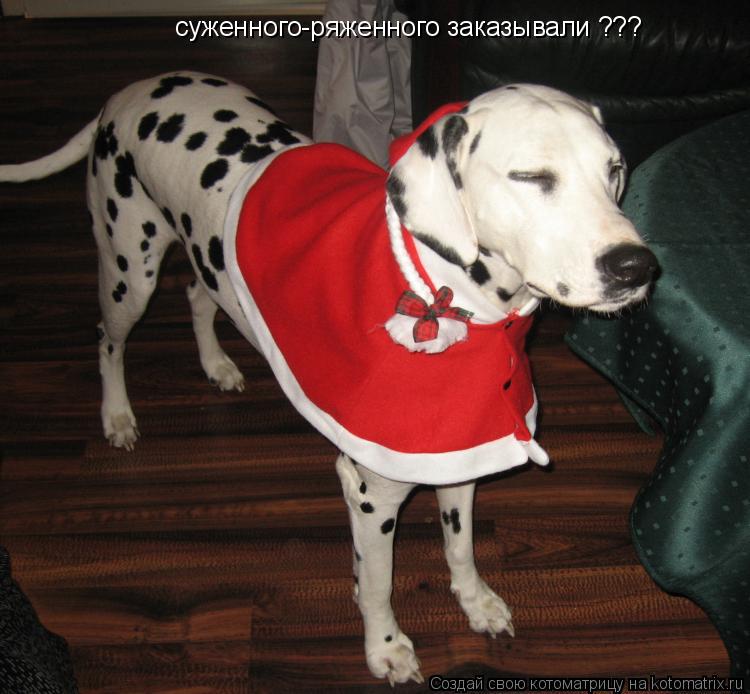 суженного-ряженного заказывали ???... Котоматрица: суженного-ряженного заказывали ???