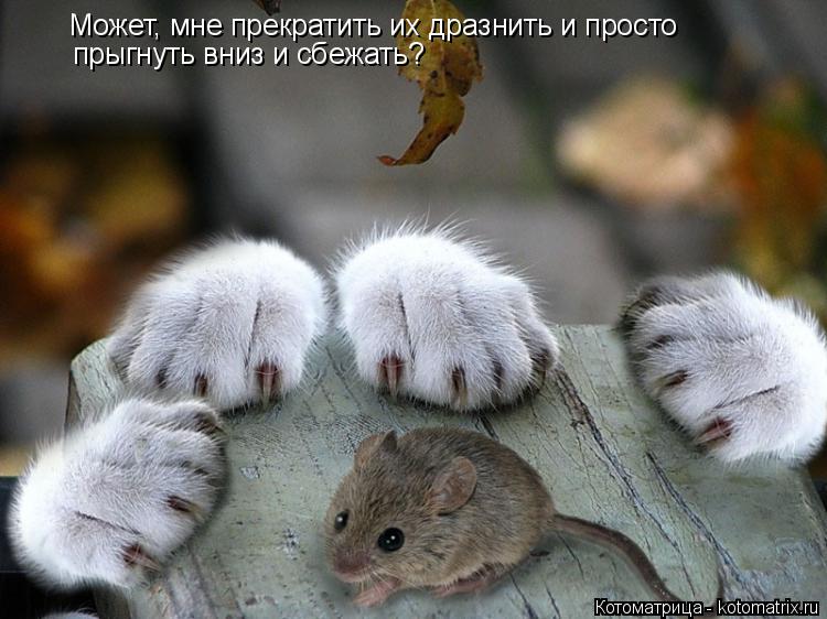 Котоматрица: Может, мне прекратить их дразнить и просто прыгнуть вниз и сбежать?