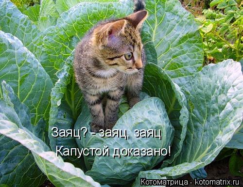 Заяц? - заяц, заяц Капустой доказано!... Котоматрица: Заяц? - заяц, заяц Капустой доказано!
